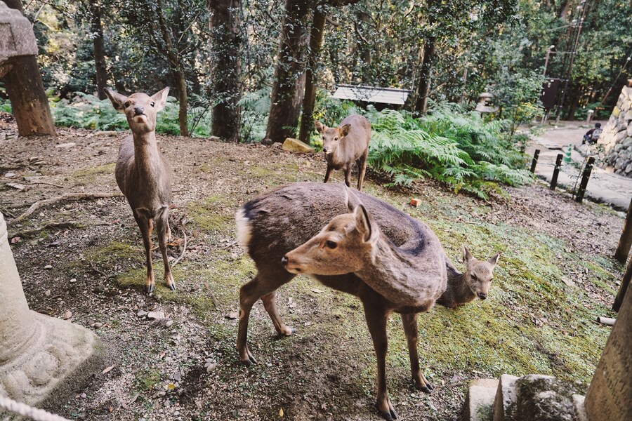 [스압초주의] " 간사이 오사카, 고베, 교토, 나라 여행 일기... "_229.jpg