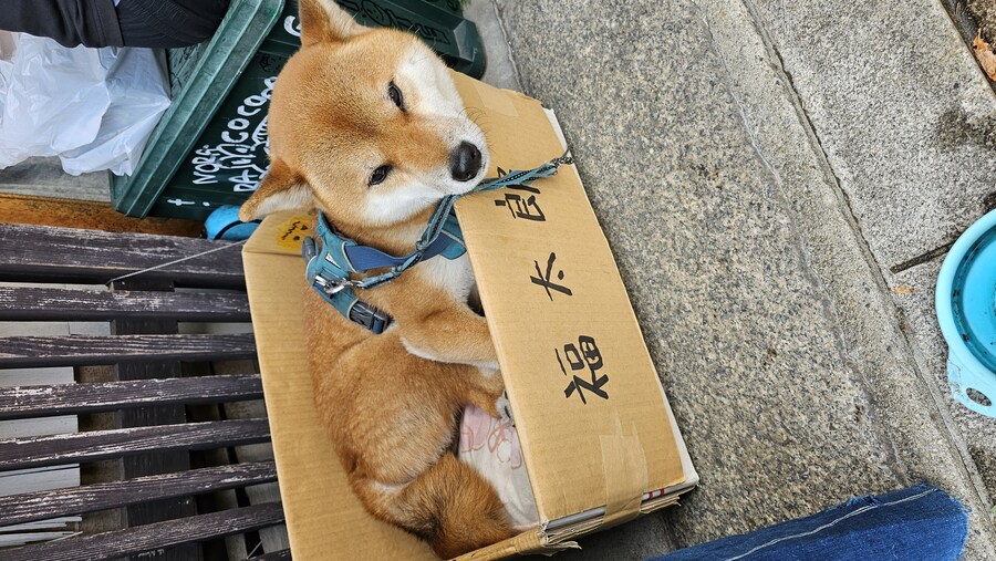 [스압초주의] " 간사이 오사카, 고베, 교토, 나라 여행 일기... "_403.jpg