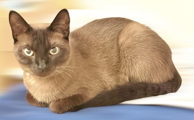 버튜버) 엉덩이 아픈 후레아는_1.jpg