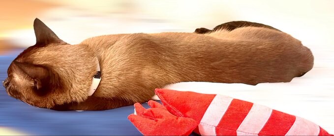 버튜버) 엉덩이 아픈 후레아는_2.jpg