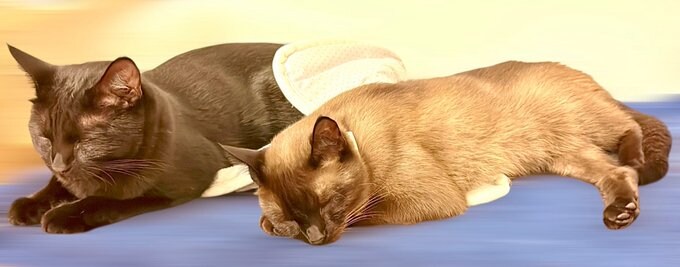 버튜버) 엉덩이 아픈 후레아는_3.jpg