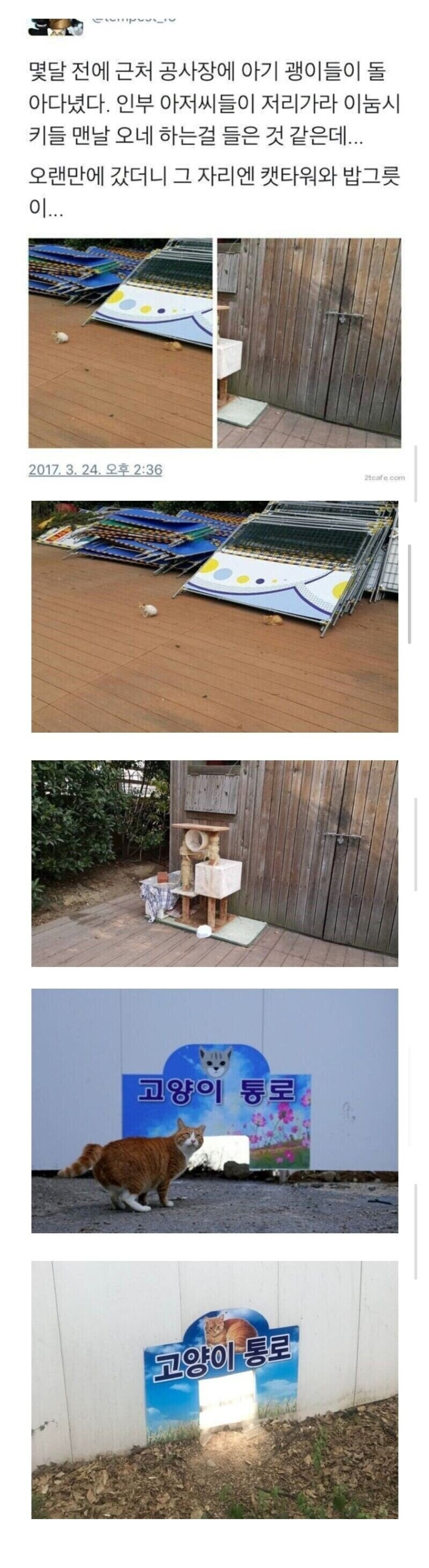 공사장에 고양이가 돌아다녀 화난 아재들.jpg_1.jpg