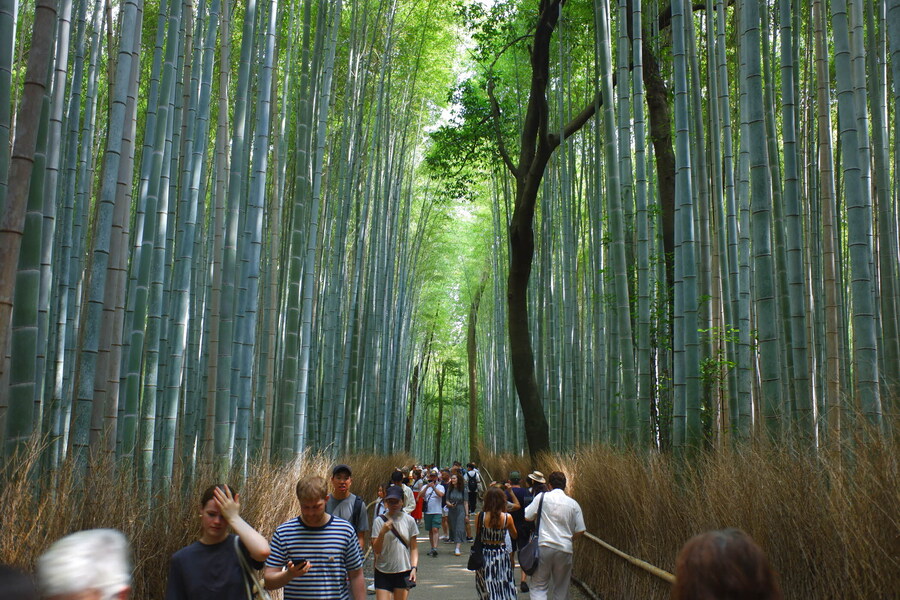 교토 너머, 근교 여행 3부(초스압) - 우지, 교토_82.jpg
