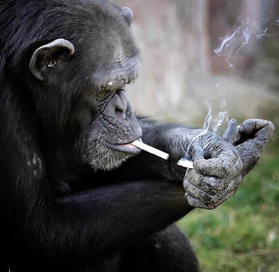 최근 할리우드에서 점점 소멸되고 있다는 개념_11.jpg