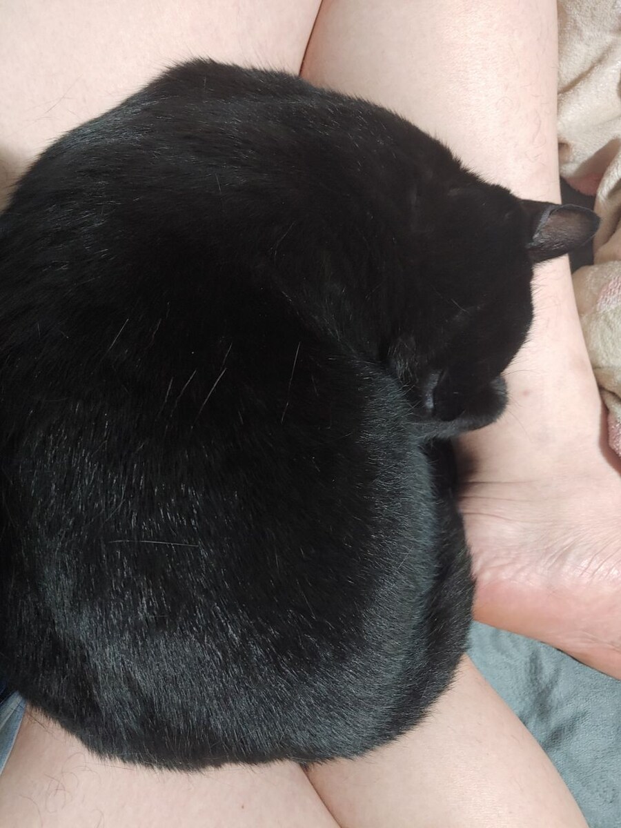 괭이 키우면 밤에 보게되는 모습_1.jpg