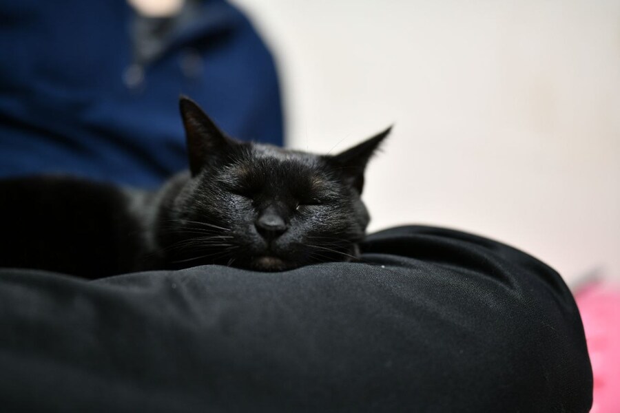 괭이 키우면 밤에 보게되는 모습_3.jpg