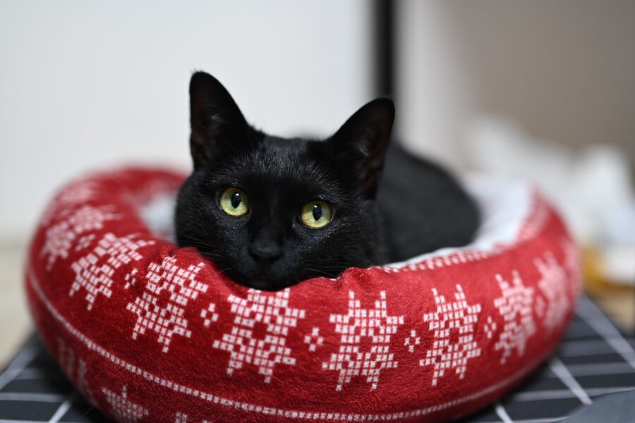 괭이 키우면 밤에 보게되는 모습_5.jpg