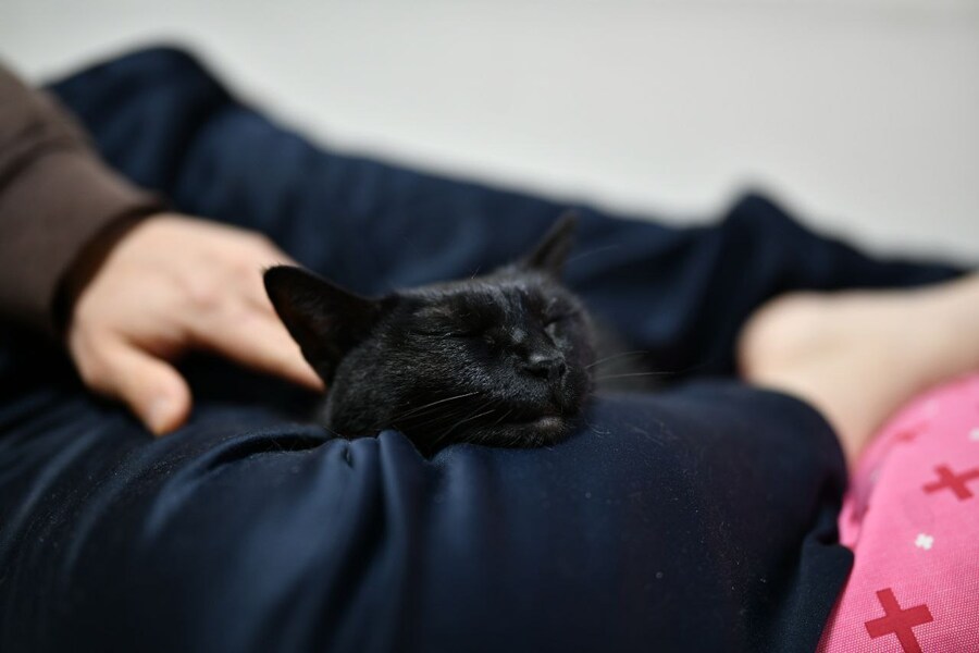 괭이 키우면 밤에 보게되는 모습_6.jpg