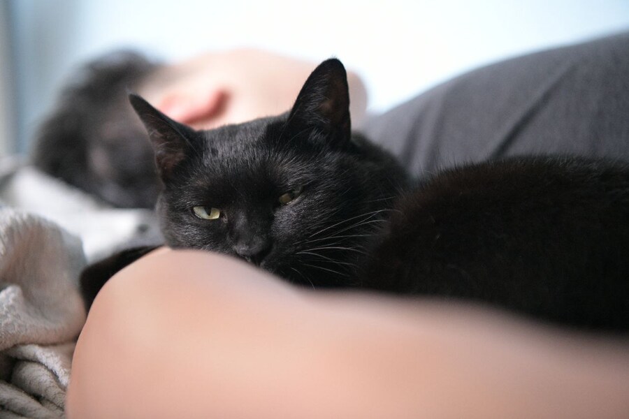 괭이 키우면 밤에 보게되는 모습_7.jpg