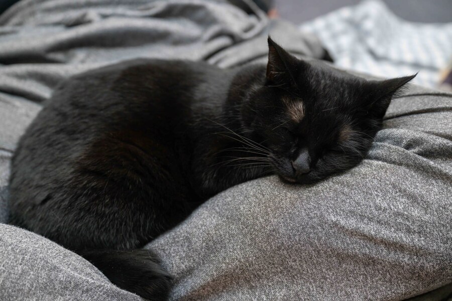 괭이 키우면 밤에 보게되는 모습_9.jpg