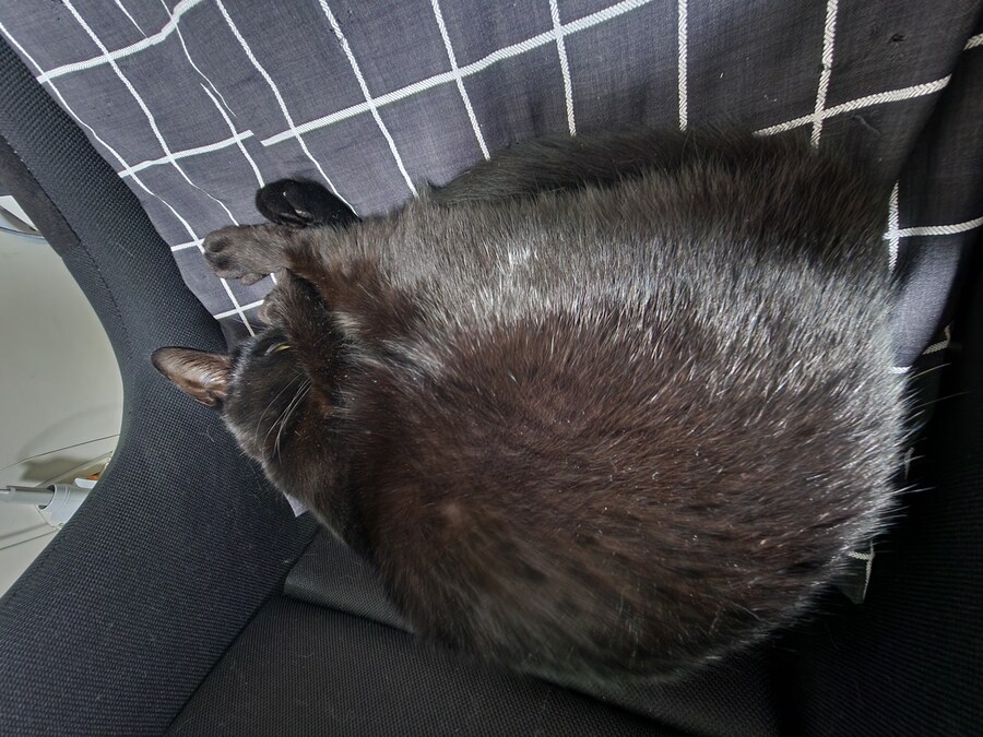 괭이 키우면 밤에 보게되는 모습_12.jpg