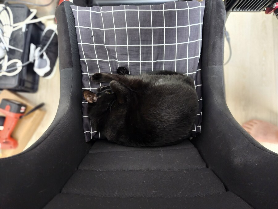 괭이 키우면 밤에 보게되는 모습_13.jpg