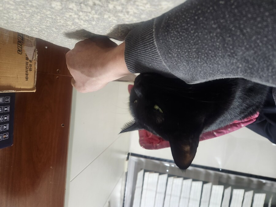 괭이 키우면 밤에 보게되는 모습_18.jpg