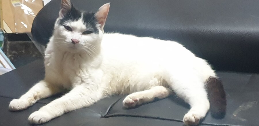 저의 첫번째 냥이가 무지개 다리를 건너갔습니다._1.jpg