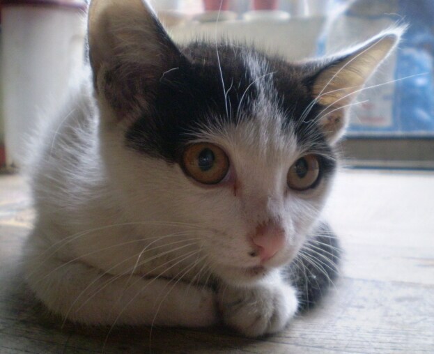 저의 첫번째 냥이가 무지개 다리를 건너갔습니다._4.jpg