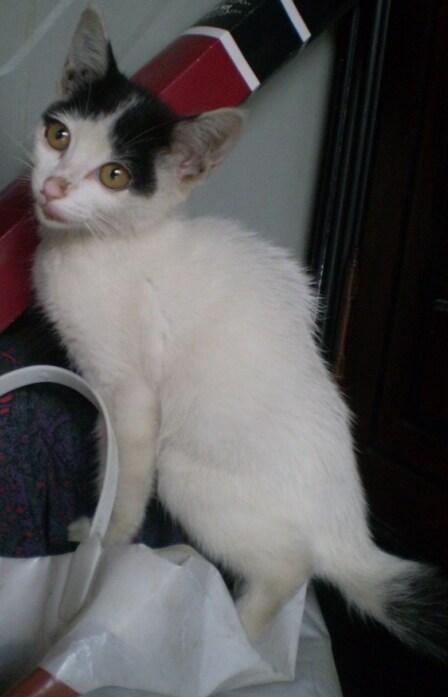 저의 첫번째 냥이가 무지개 다리를 건너갔습니다._5.jpg