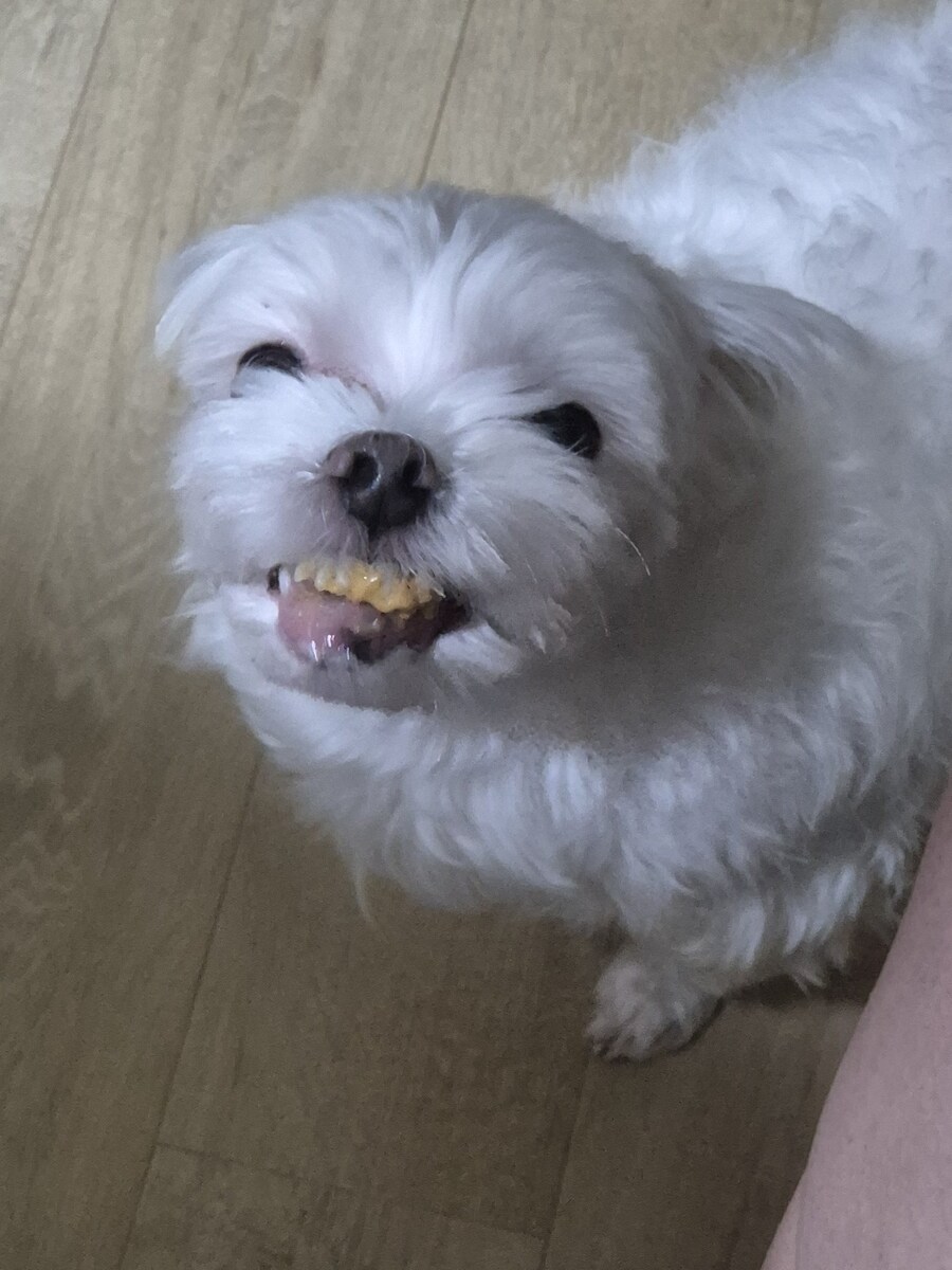 버튜버)도라 대장네 멍멍이 근황_3.jpg