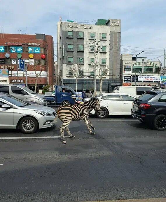 '차보다 작고 도로에서 위험하게 칼치기하는 이동수단은?'_1.jpg