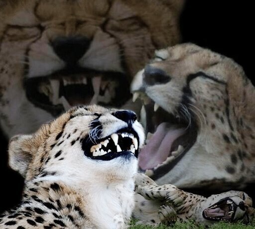 드디어 한건 해주는 이내_3.jpg