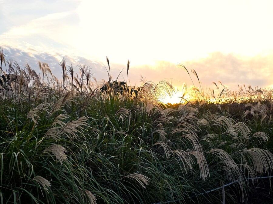 서울억새축제 (스압주의)_24.png