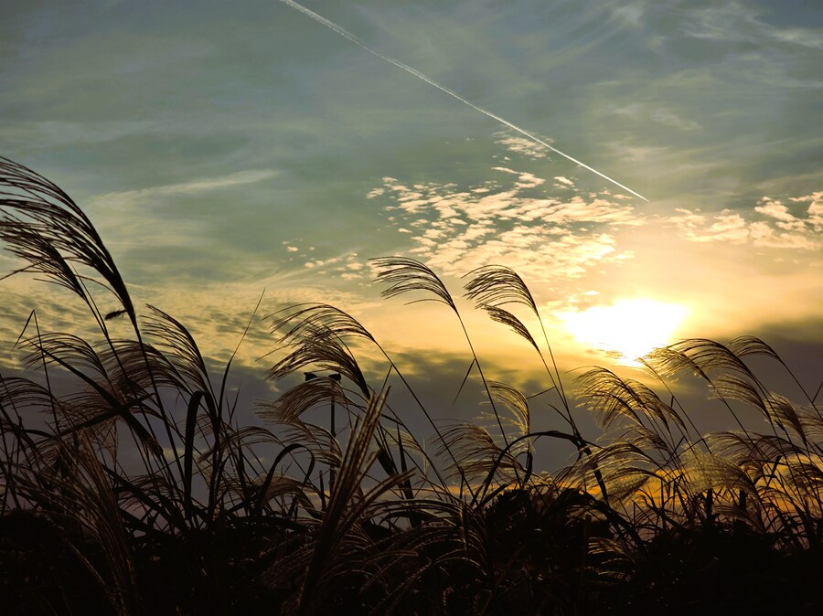 서울억새축제 (스압주의)_34.png