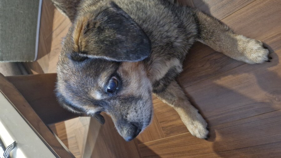 충격)사람에게 학대당한 강아지_5.jpg