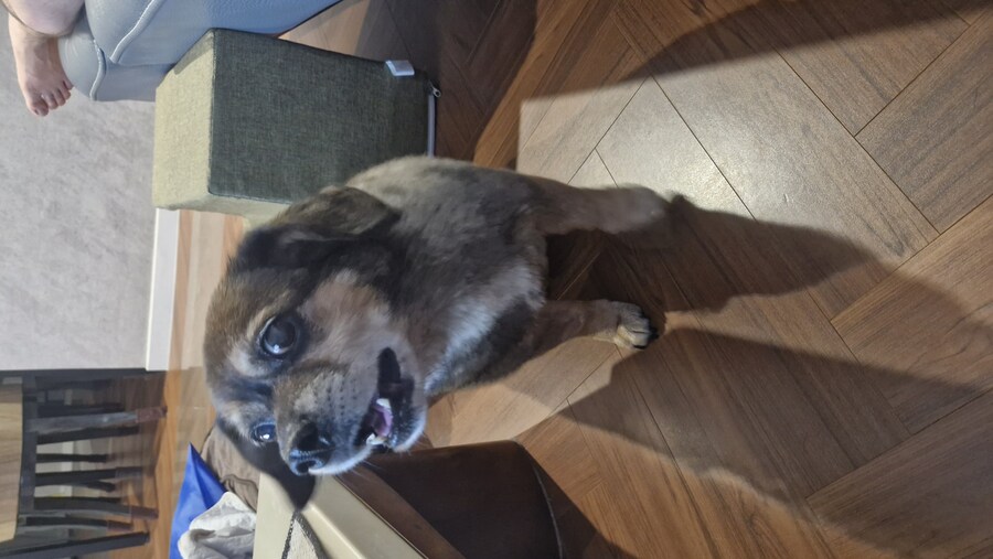 충격)사람에게 학대당한 강아지_6.jpg