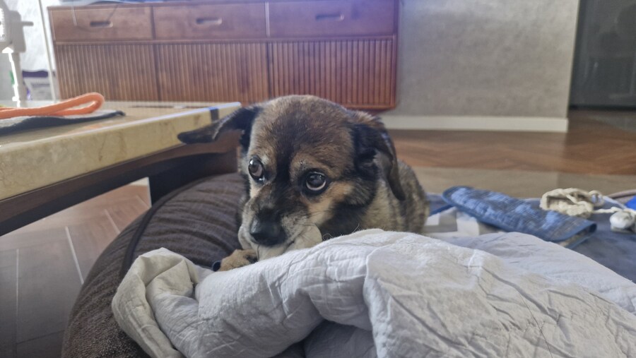 충격)사람에게 학대당한 강아지_7.jpg