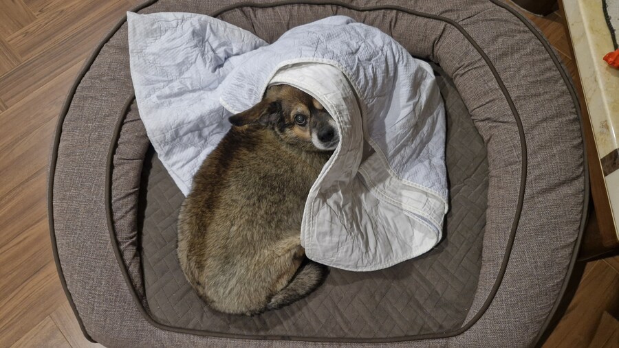 충격)사람에게 학대당한 강아지_16.jpg