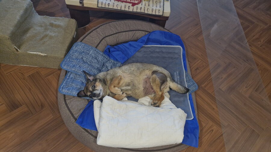 충격)사람에게 학대당한 강아지_21.jpg