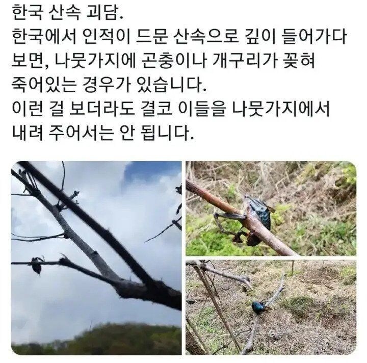 한국 산속 괴담)등산할때 절때 건들면 안되는것_1.jpg