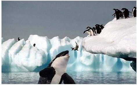 퍼스트 펭귄이 굉장히 용감하다는 근거_2.png