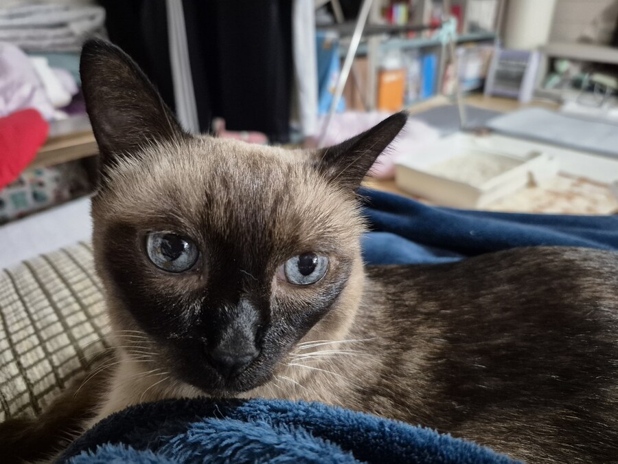 연순이(19세)가 무지개 다리를 건넜습니다._4.jpg