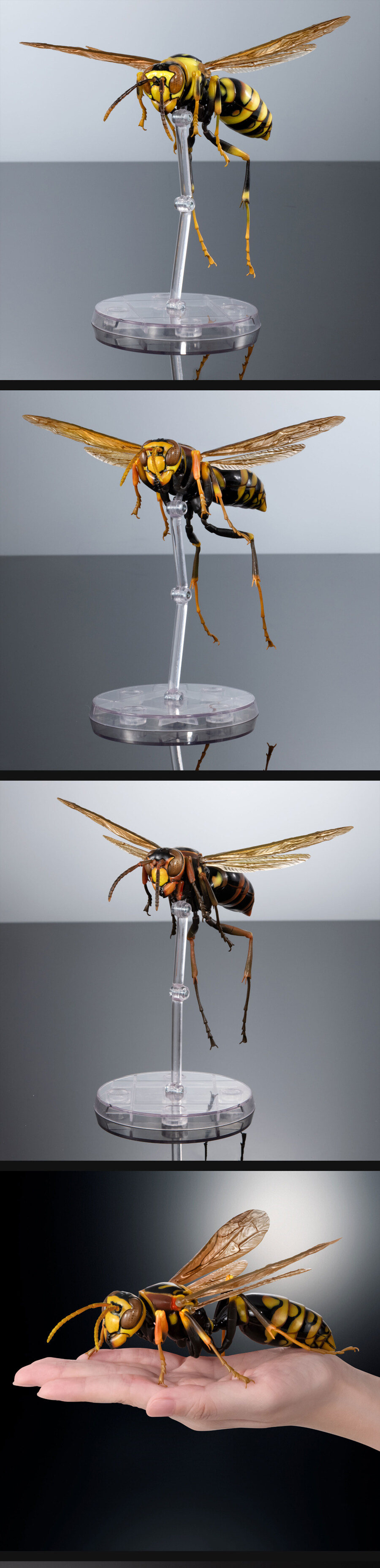 [반남코몰] 생물대도감 스콜로펜드라 알키오나, 쌍살벌_5.jpg