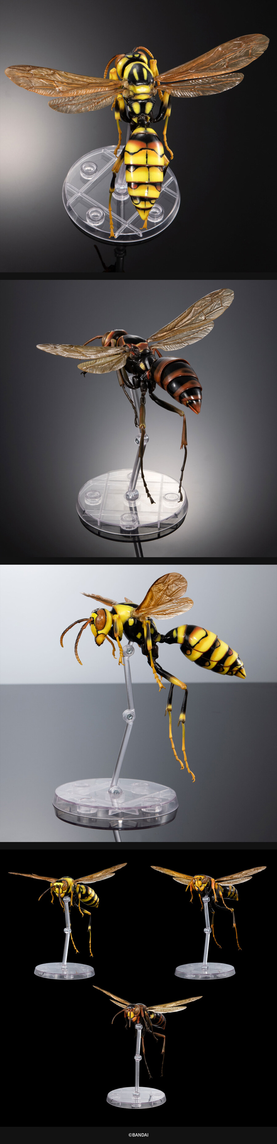 [반남코몰] 생물대도감 스콜로펜드라 알키오나, 쌍살벌_6.jpg