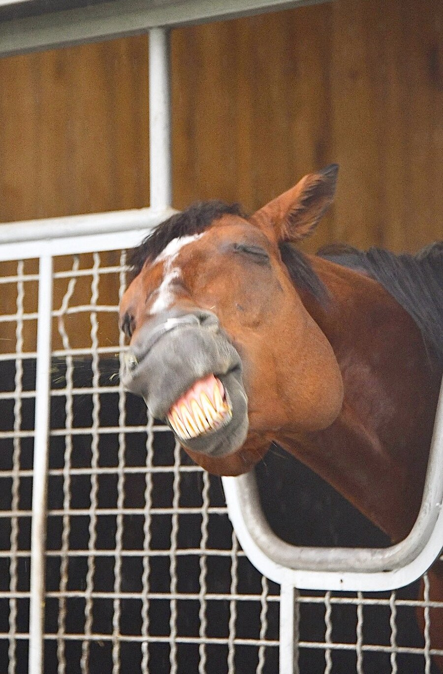 경마) 말딸 유게이들이 좋아하는 트레센드 근황_2.png