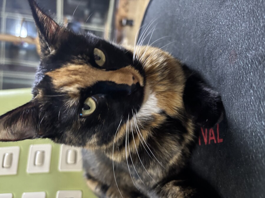 우리집 고우앵이_8.jpg