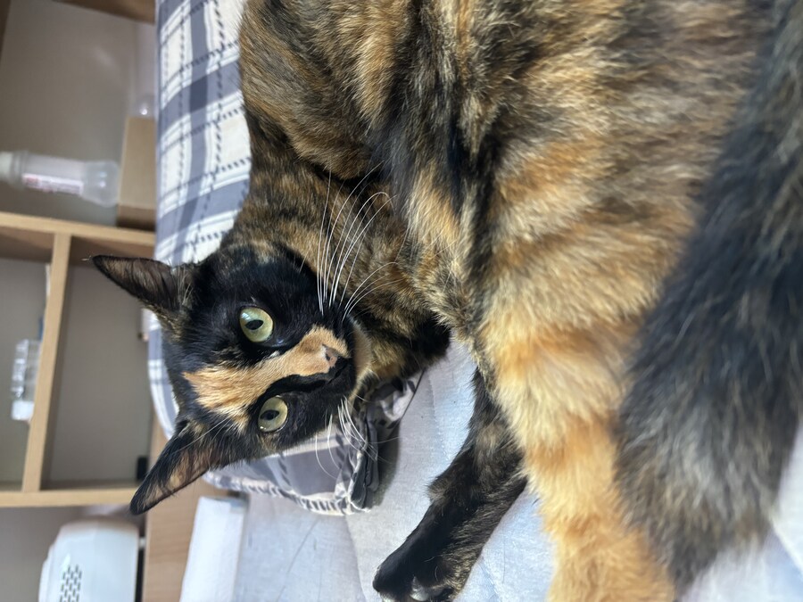 우리집 고우앵이_9.jpg