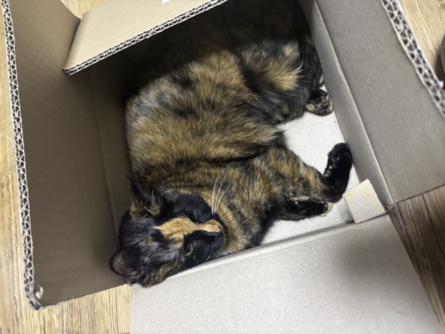 우리집 고우앵이_10.jpg