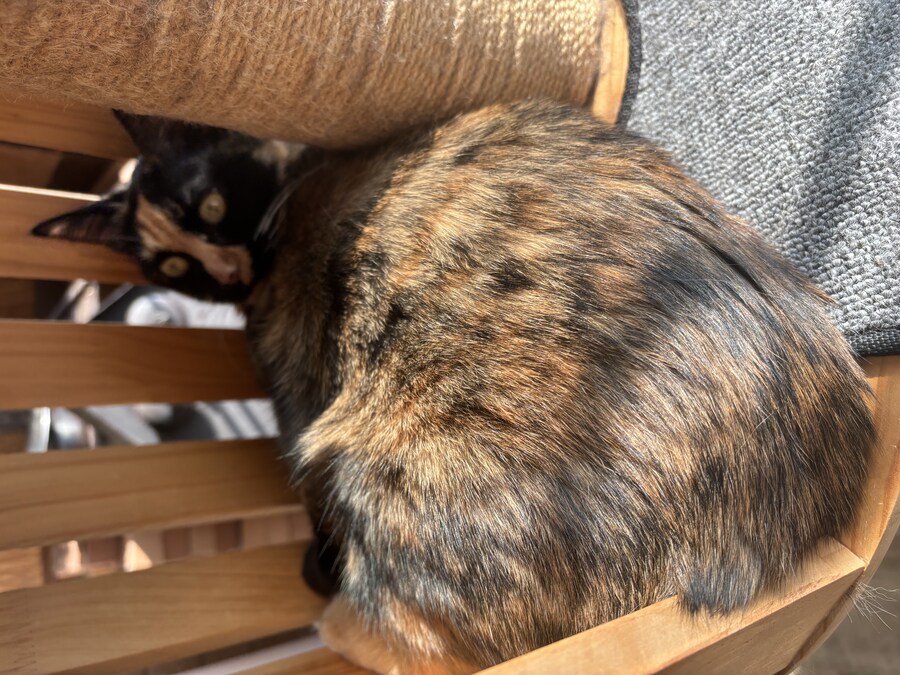 우리집 고우앵이_3.jpg