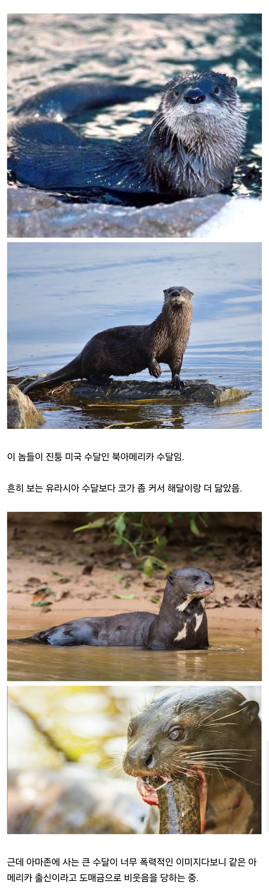 매우 억울하다는 미국 수달들.jpg_1.jpg