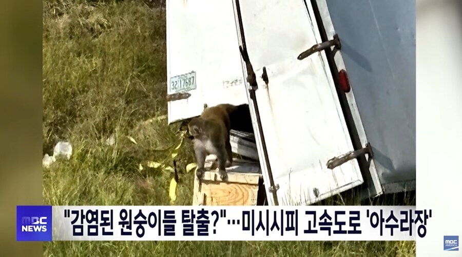 미국 원숭이 탈출 보고 떠오른 장면_1.jpg