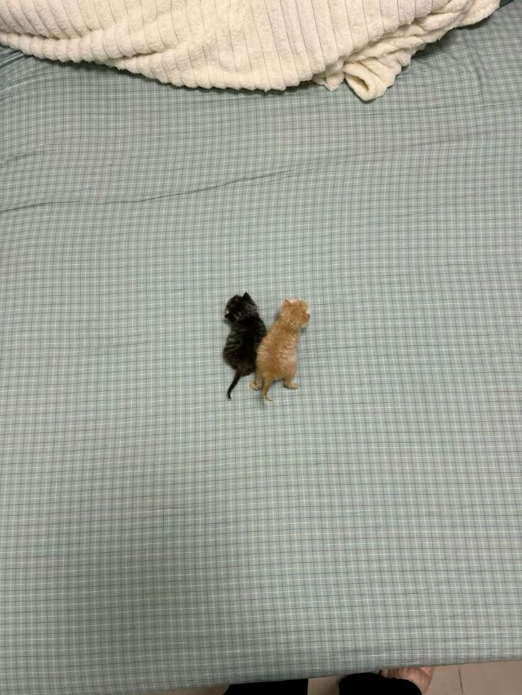 침대에 흘린 조랭이떡 두개.jpg_1.jpg