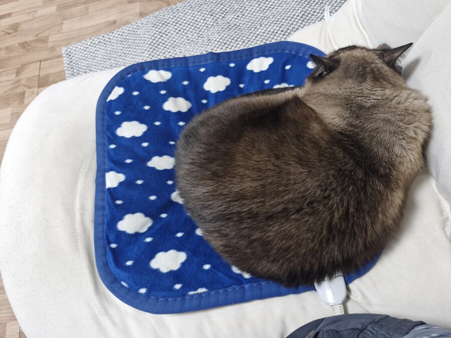 내 전기방석 강탈당했음_1.jpg