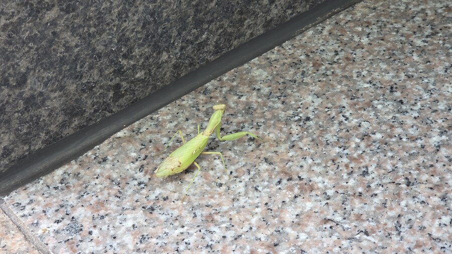 아 밥먹고 들어오는데 큰일남_1.jpg