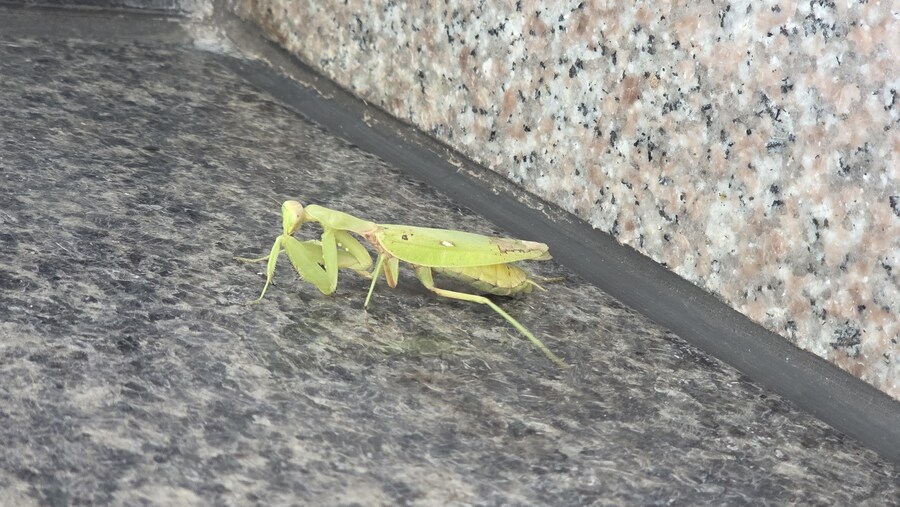 아 밥먹고 들어오는데 큰일남_2.jpg