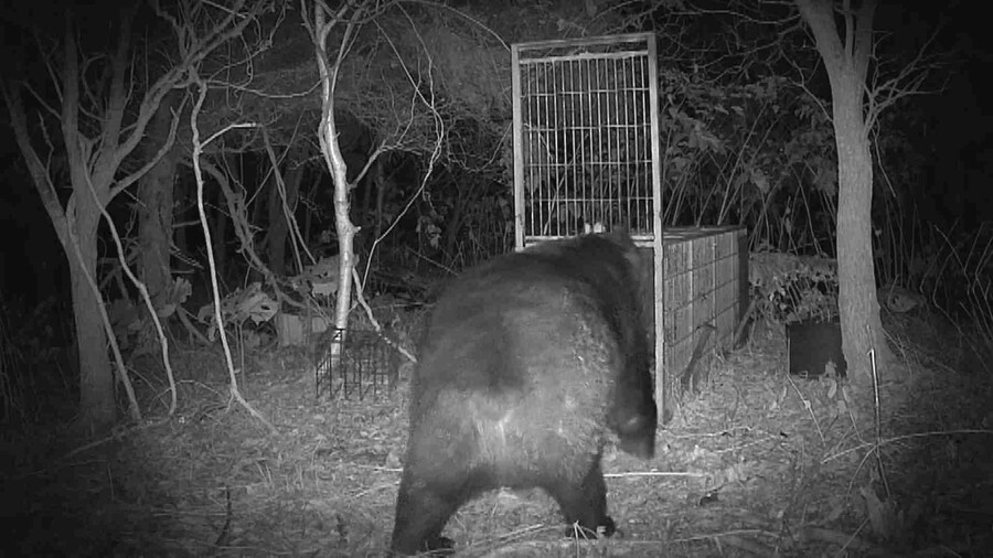 오늘 홋카이도에 나타난 400kg급 불곰_2.jpg