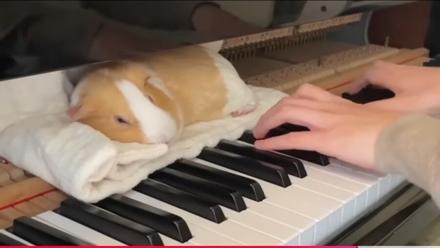 기니피그 너무 기엽더라_1.jpg