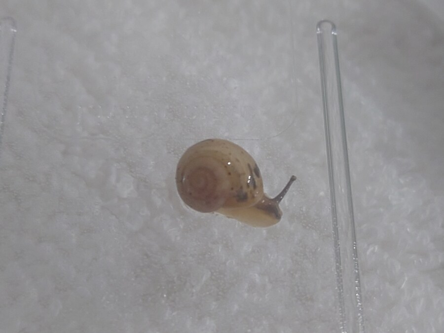 우리집 애기달팽이 좀 보고 가_2.jpg