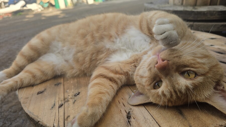 일터에 밥 먹으러 오는 고양이 3_1.jpg